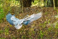 Blue Heron Landing