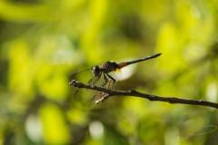 Mark-Kosinski-Photography-Disney-Wilderness-Preserve-Dragonfly