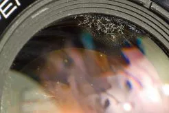 lens fungus